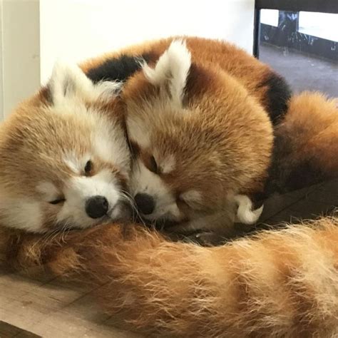 red pandas cuddling